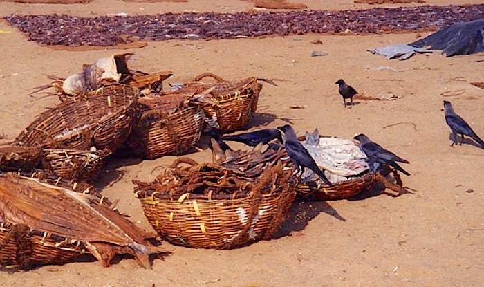 Negombo