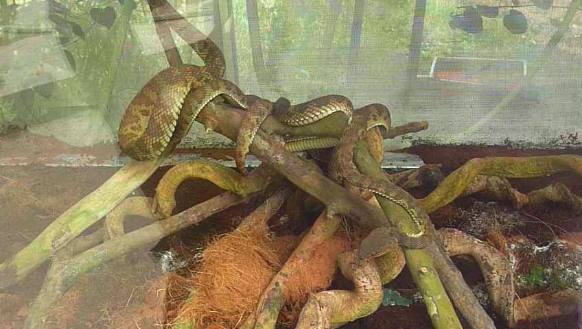 reptiles
