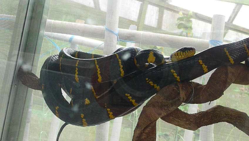 reptiles