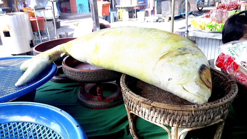 Surat Thani