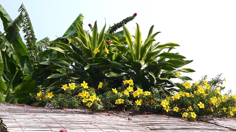 Prachuap