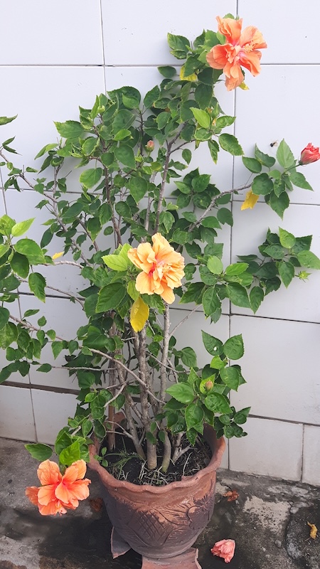 Prachuap