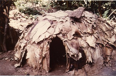 Hutte pygmée